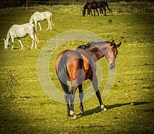 Horses on the field