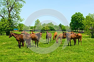 Horses in a field on Kentucky horse farm