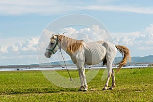 A horses in field at Krasiao dam. Suphanburi province,