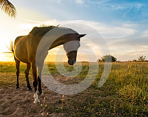 Horses in the field next to a palm tree during sunset