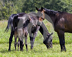Horses in field Stock Photo. Horse family with young baby foal grazing in the green pasture with wildflowers and blur green