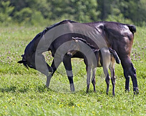 Horses in field Stock Photo. Mare horse eating grass with her foal standing near her in the meadow field with a blur green