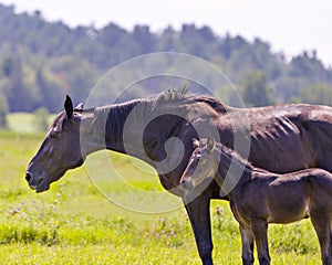 Horses in field Stock Photo. Mother horse and young foal close-up side profile in the field eating grass and wildflowers with a