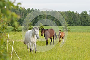 Horses on the field