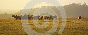 Horses in the field at sunrise