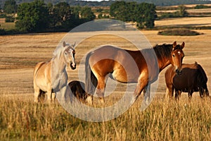Horses in a field in Sweden in the summer
