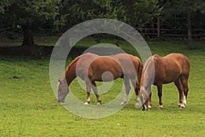 Horses in a Field