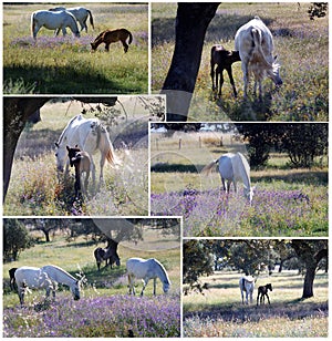 Horses in the fields