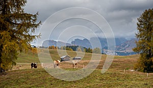 Horses at the fields of  the beautiful Alpe di siusi Seiser Alm in the dolomites  Italy