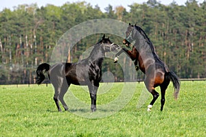 Horses fighting