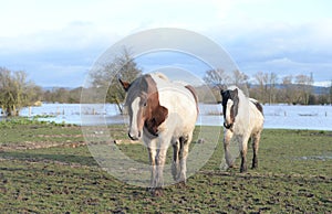 Horses in flooded Gloucestershire