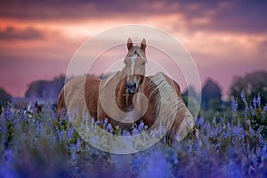 Horses in flowers field at sunrise