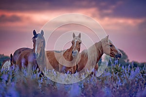 Cavalli fiori sul alba 