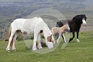 Horses with foal in the mountains