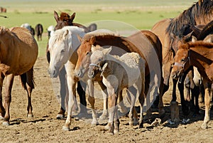 Horses with foal in steppe near Kharkhorin, Mongolia.