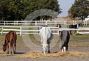 Horses and foals in corral