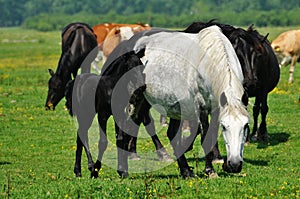 Horses and foals on field