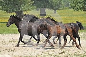 Horses and foals on field