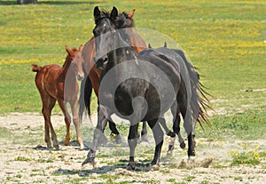 Horses and foals on field