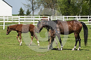 Horses and foals on field