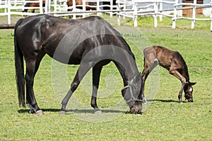 Horses and foals on field