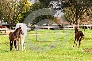 Horses Foals