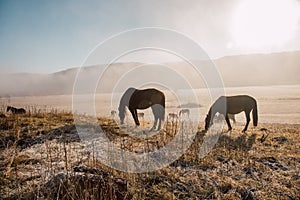 Horses and foals graze at dawn in the meadow. Natural habitat of wild animals. Dawn of the pasture in the fog. Sunny pasture dawn