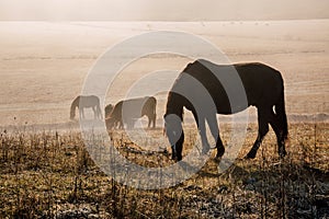 Horses and foals graze at dawn in the meadow. Natural habitat of wild animals. Dawn of the pasture in the fog. Sunny pasture dawn