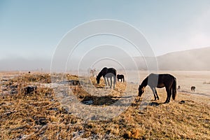 Horses and foals graze at dawn in the meadow. Natural habitat of wild animals. Dawn of the pasture in the fog. Sunny pasture dawn