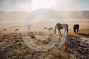 Horses and foals graze at dawn in the meadow. Natural habitat of wild animals. Dawn of the pasture in the fog. Sunny pasture dawn