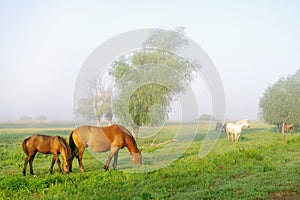 Horses and foals graze on a green meadow in the early morning on a summer day