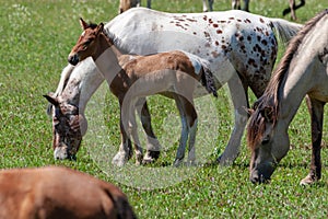 Horses with foals graze on green pasture.