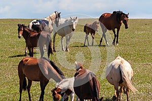 Horses with foals graze on green pasture.