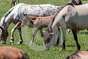 Horses with foals graze on green pasture. Bashkiria