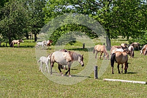 Horses with foals graze on green pasture. Bashkiria