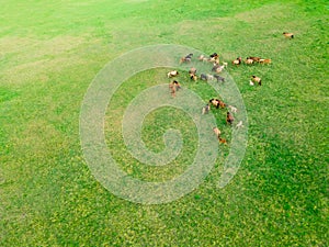 Horses with foals graze in a meadow with green grass