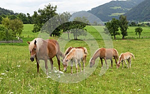 Horses with foals in pasture, Austria