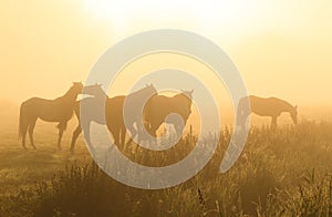 Horses in the fog