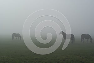 Horses in fog. photo