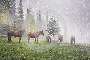 Horses in the fog at dawn