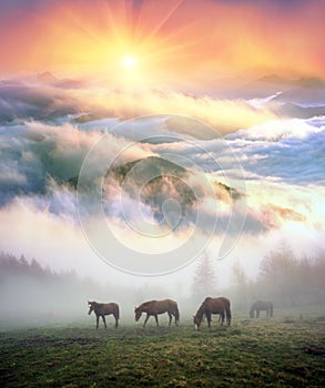 Horses in the fog at dawn