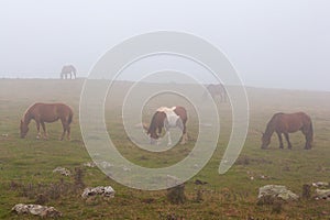 Horses in a foggy field during a sunrise