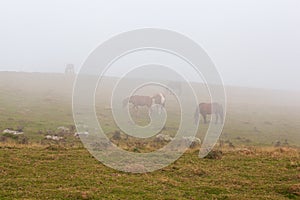 Horses in a foggy field during a sunrise