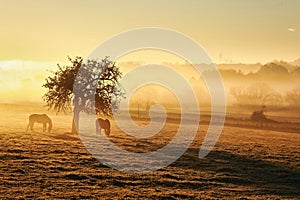 Horses on a foggy late summer morning in the pasture in the fog.