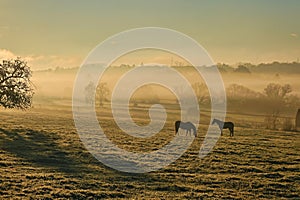 Horses on a foggy late summer morning in the pasture in the fog.