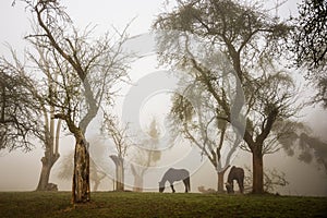 Horses in a foggy orchard