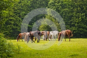 Horses in forest clearing