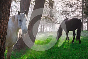 Horses in a forest at misty sunrise