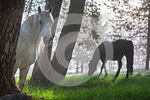 Horses in a forest at misty sunrise