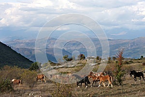 Horses in free nature, Abruzzo, Italy photo